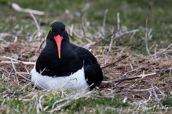 Magellanic oystercatcher (Haematopus leucopodus), Carcass Island, Falkland Islands