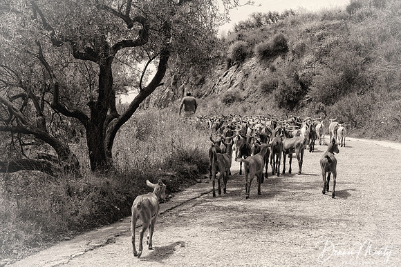 Goat Herd