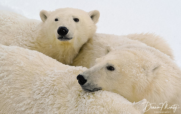Mother and Cubs, Polar Bears (Ursus maritimus) Churchill, Manitoba, Canada