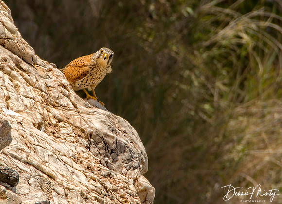Lesser Kestrel