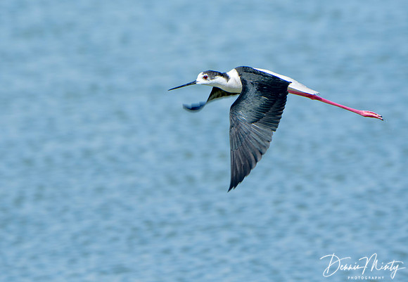 Black-winged Stilt, Laguna de Fuente de Piedra