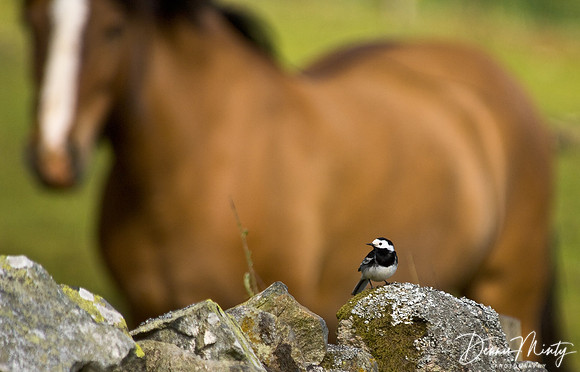 Belwade farm, International League for the Protection of Horses, Aberdeenshire, Scotland