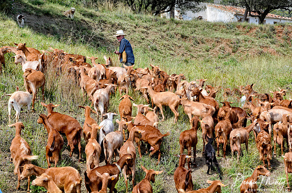 Goat Herd