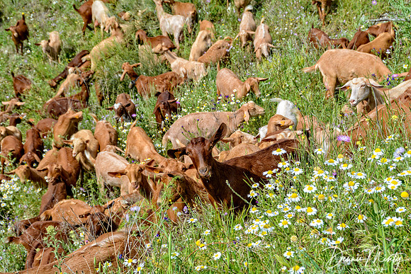 Goat Herd