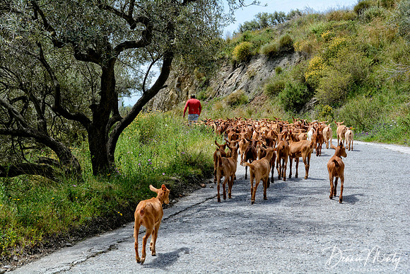 Goat Herd