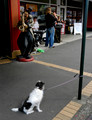 Street Scene, Aukland, New Zealand