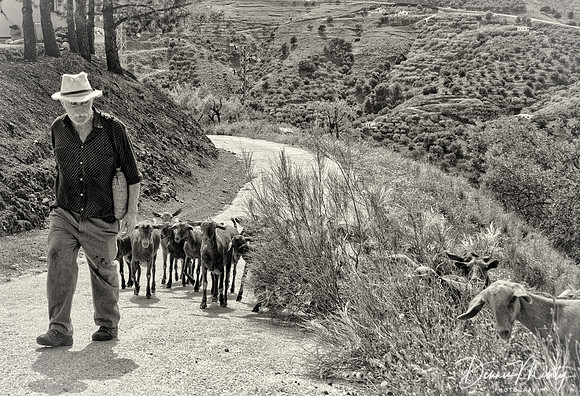 Goat Herd
