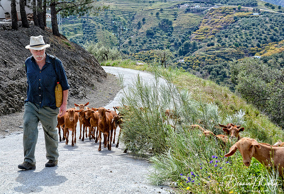 Goat Herd