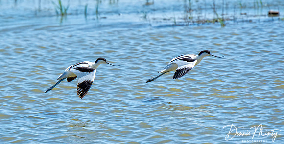 Pied Avocet, Laguna de Fuente de Piedra