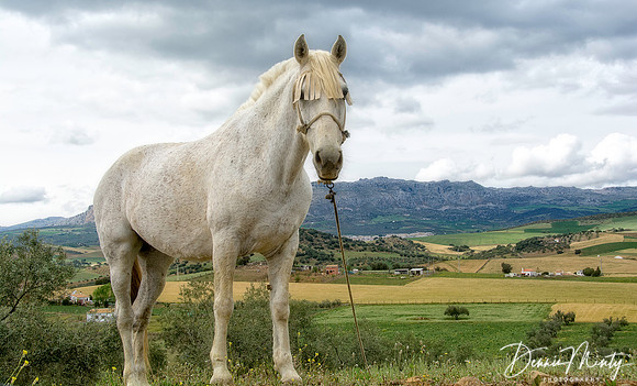 Noble Horse