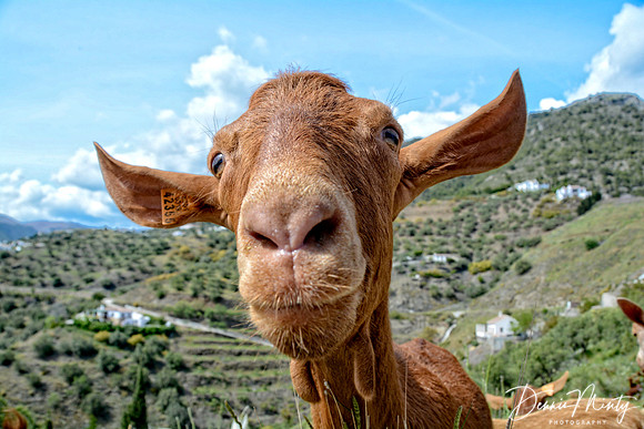 Goat Herd