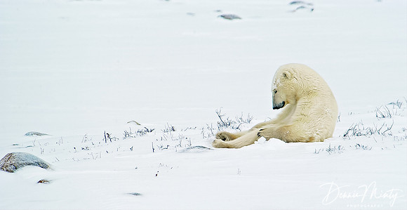 Sleeping Polar Bear (Ursus maritimus) Churchill, Manitoba, Canada