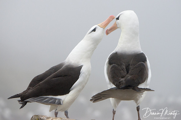 Black-browed Albatross, West Point, Falkland Islands