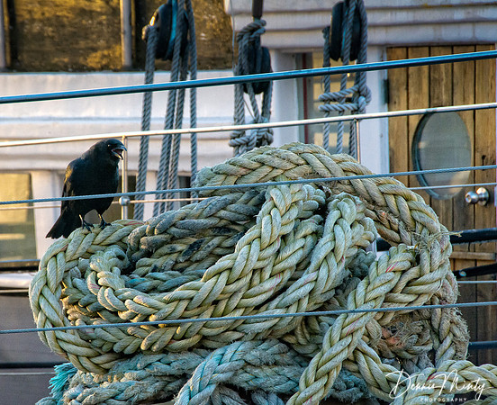 Waterfront Crow, St. John's, Newfoundland