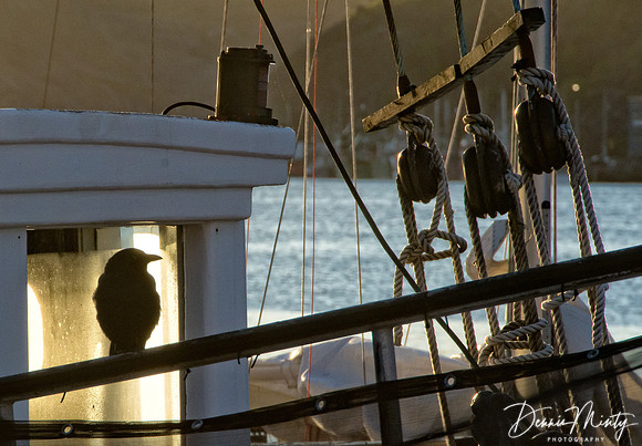 Waterfront Crow, St. John's, Newfoundland