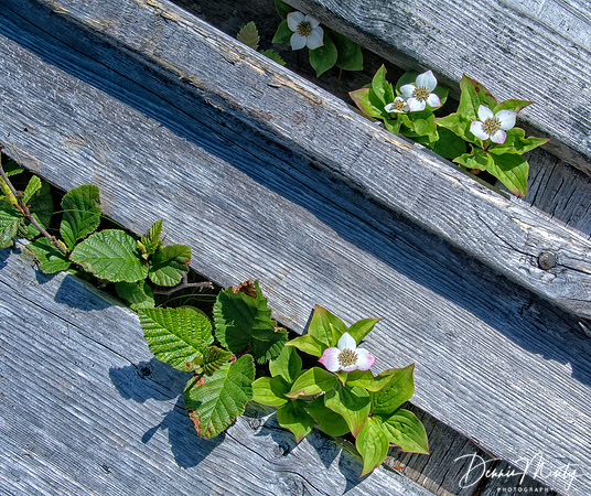 Bunchberry, Francois