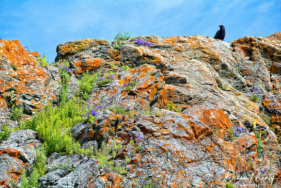 Twillingate