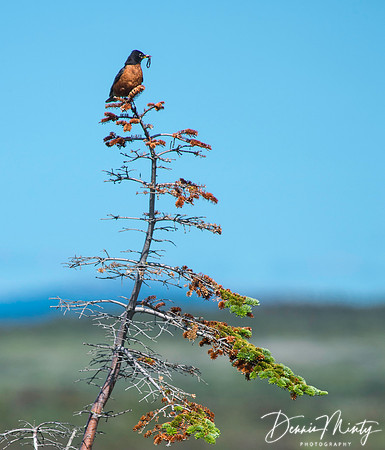 Robin, Port au Choix, Newfoundland, Canada
