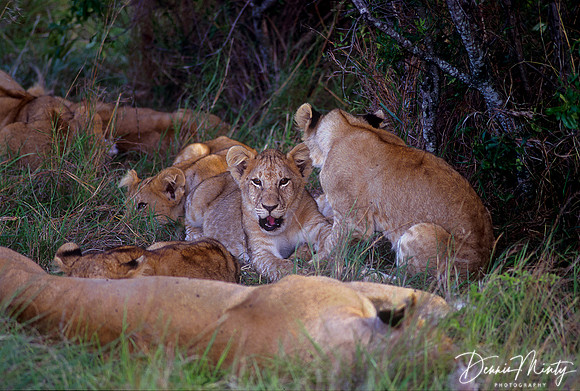 Pride of Lions Resting, Massai Mara National Park, Kenya