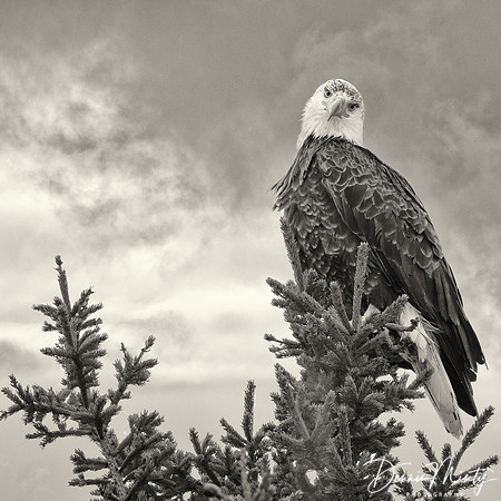 Lofty Gaze, Bald Eagle, South River, Newfoundland
