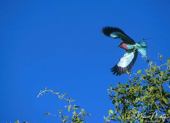 Lilac-breasted Roller, Zambia