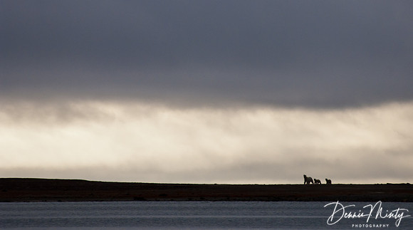Mother and Cubs, Polar Bear, Coningham Bay, Prince of Wales Island