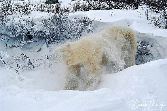 Shaking Off, Polar Bear (Ursus maritimus), Churchill, Manitoba, Canada