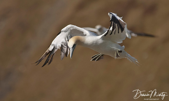Northern Gannet, Cape St. Mary's, Newfoundland, Canada