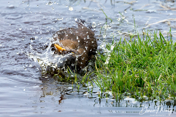 Falkland Thrush aka Austral Thrush (Turdus falcklandii), Carcass Island, Falkland Islands