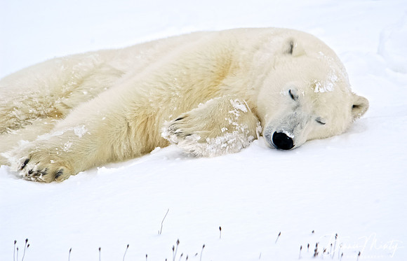 Polar Bear, Churchill, Manitoba