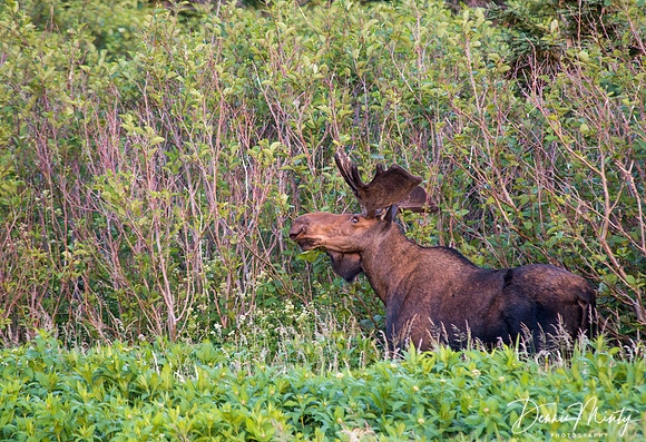 Moose, Wild Cove, Norris Point, Newfoundland, Canada
