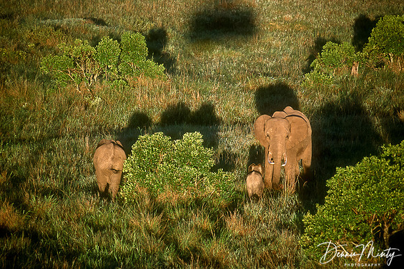 Elephants at Dawn, Massai Mara National Park, Kenya. Taken from hot-air balloon.