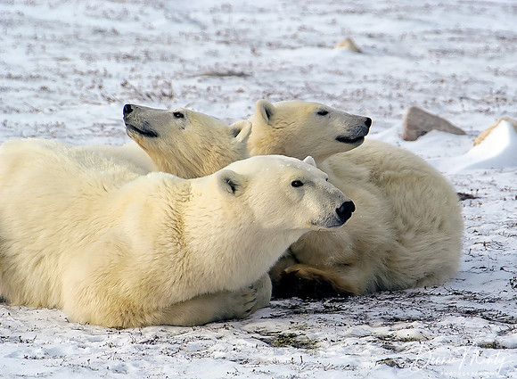 Mother and Cubs, Polar Bears (Ursus maritimus), Churchill, Manitoba, Canada