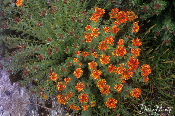 Roseroot (Rhodiola rosea), Newfoundland, Canada