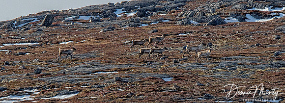 Caribou, Eclipse