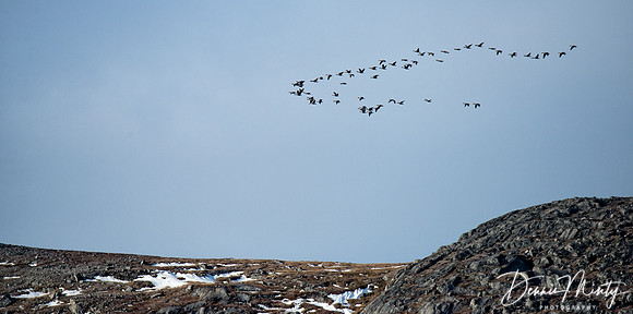 Canada Geese, Eclipse