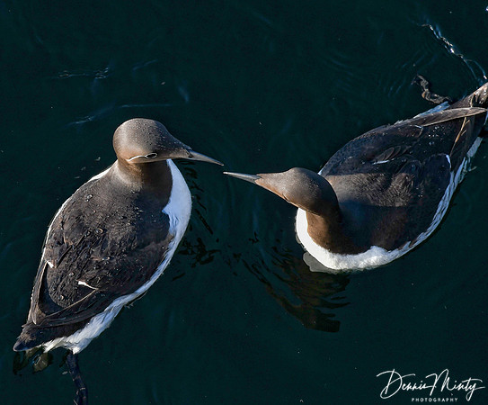 Common Murre