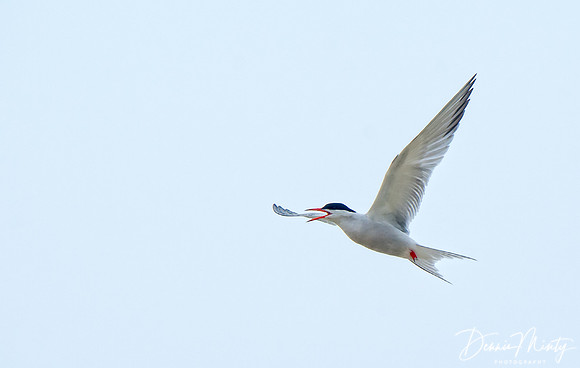 Common Tern