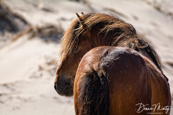 Posing Ponies