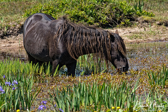 Wetland and Horses