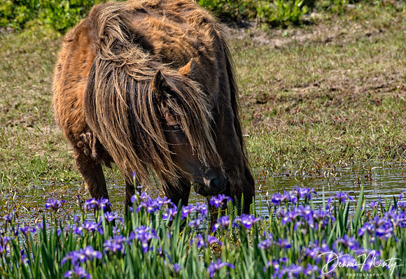 Wetland and Horses