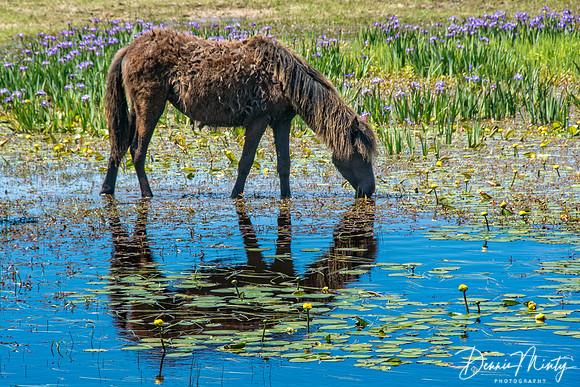Wetland and Horses