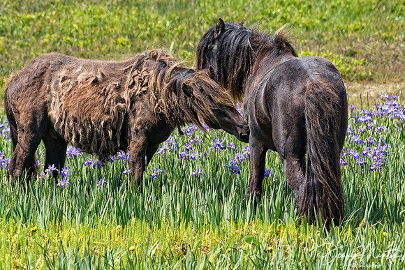 Wetland and Horses