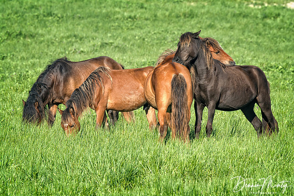 Roaming Free