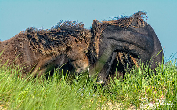 Fine Mare and Foal, Sable Island, Nova Scotia