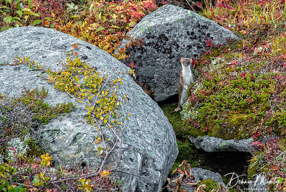 Short-tailed Weasel, Indian Harbour, Labrador