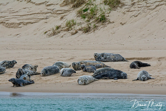 Grey and Harbour Seals