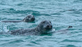 Grey Seal