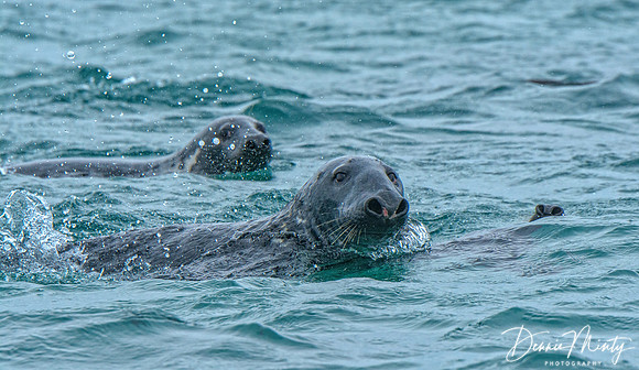 Grey Seal