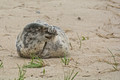 Antics of a Young Grey Seal, Sable Island, Nova Scotia, Canada